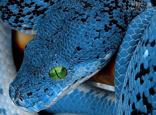 最神奇莫测的毒蛇之一，它们还不只是单纯的蓝色