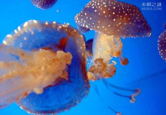 澳洲方水母到底有多毒?3分钟之内就会死亡?