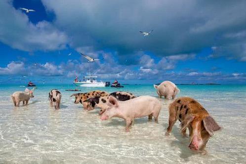 世界上最幸福的“猪” 拥有着自己的一座岛 游客定期主动来投食