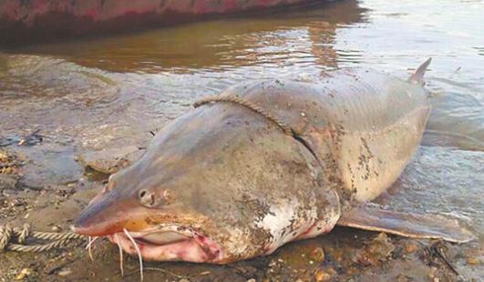 中国最大的淡水鱼 黑龙江最大鳇鱼500公斤