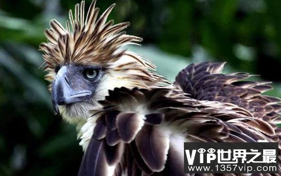 全球十大濒危奇异的鸟类，菲律宾雕数量不到500只