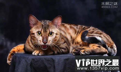 孟加拉猫是什么猫?亚洲豹猫和短毛猫交配后的品种