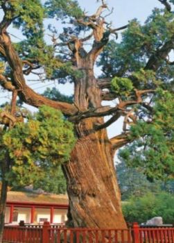 地球寿命最长的三棵树 一棵在中国一棵在美国 一棵欧洲云杉存活万年