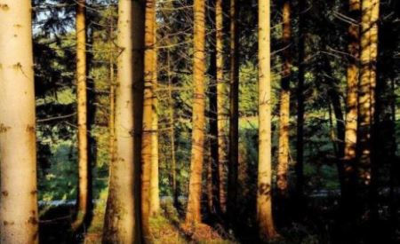 地球寿命最长的三棵树 一棵在中国一棵在美国 一棵欧洲云杉存活万年