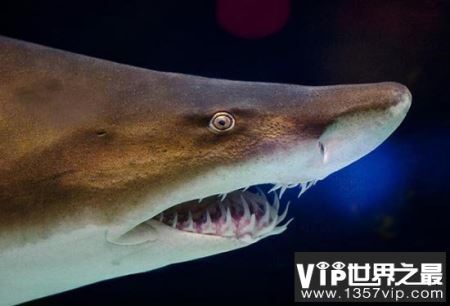 动物界“玄武门事件”, 沙虎鲨腹中胎儿的生死之斗