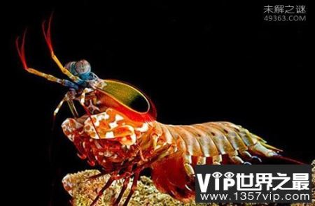 鬼虾体长超过了24厘米，世界上最大的虾