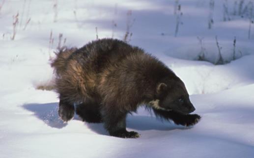 世界上最大胆的动物 蜜獾堪称动物界中的贝爷