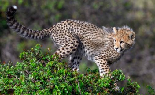 世界上跑的最快的动物 猎豹奔跑时最高时速达120公里
