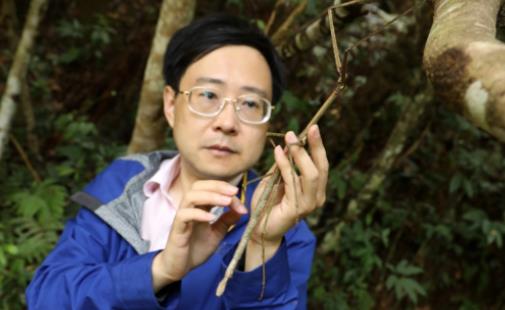世界最大昆虫 中国巨型竹节虫首产卵成功孵化