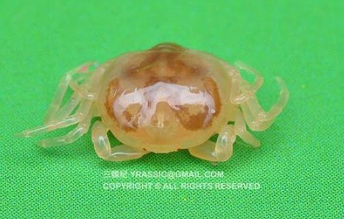 世界上最小的螃蟹 豆蟹体型大约2厘米 没有食用价值