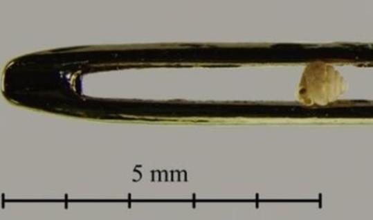 世界上最小的蜗牛 壳宽仅有半毫米 能轻易穿过针眼