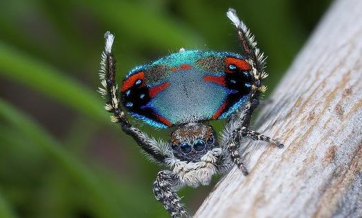 世界上最美的蜘蛛 孔雀蜘蛛色彩绚丽 能像孔雀一样开屏