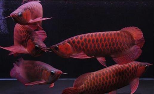 世界上最贵的观赏鱼 血红龙卖出500万元的高价