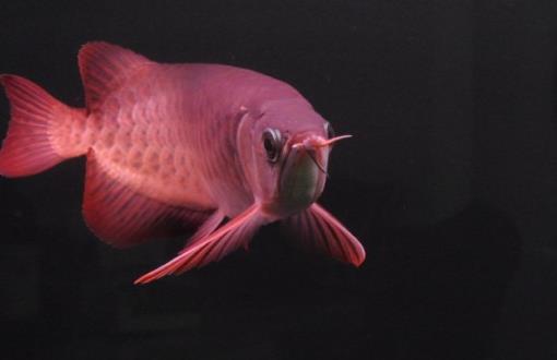 世界上最贵的观赏鱼 血红龙卖出500万元的高价