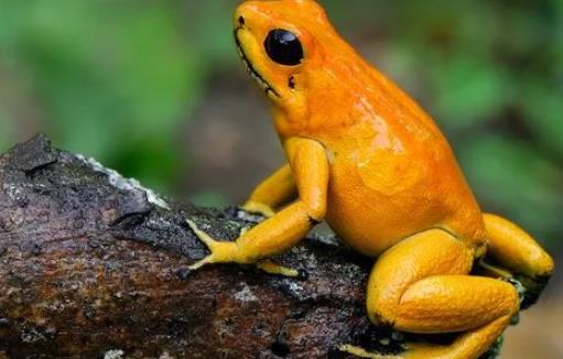 世界上最毒的蛙 黄金箭毒蛙三分钟能毒死十名成年人
