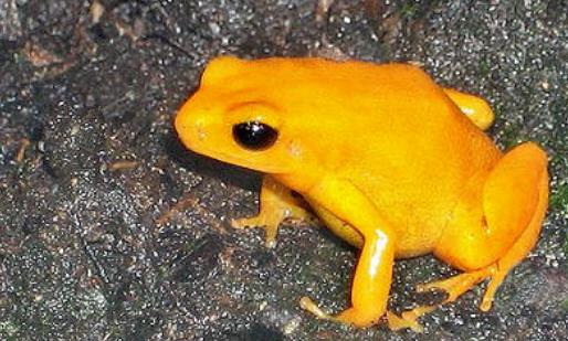 世界上最毒的蛙 黄金箭毒蛙三分钟能毒死十名成年人