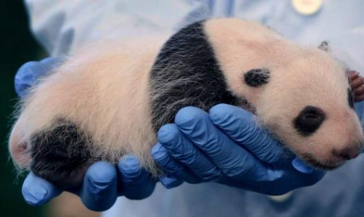 世界上最小的熊猫 出生时仅重51克 是正常熊猫的三分之一