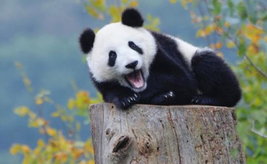 世界上最小的熊猫 出生时仅重51克 是正常熊猫的三分之一