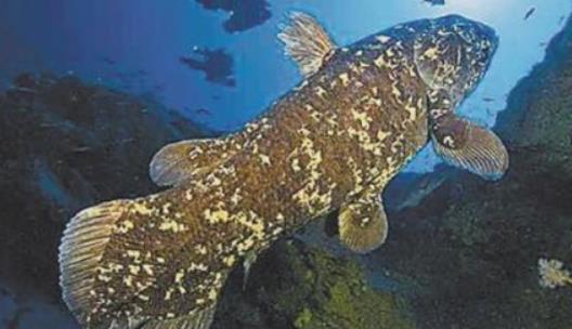 世界上最古老的鱼 腔棘鱼在地球上活了4亿年