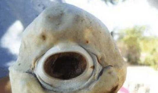 世界上最怪异的鲨鱼 通体雪白并且只有一只眼睛