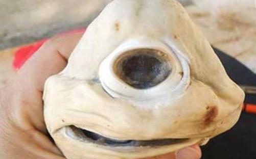 世界上最怪异的鲨鱼 通体雪白并且只有一只眼睛