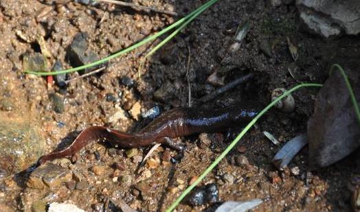 世界上最耐饿的动物 洞螈没有食物仍可存活10年
