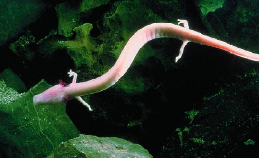 世界上最耐饿的动物 洞螈没有食物仍可存活10年