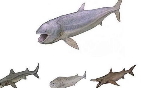 历史上最大的鱼 利兹鱼体长可达27米 超过鲸鲨