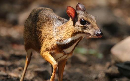 世界上最小的鹿 鼷鹿体型只比野兔略大一点