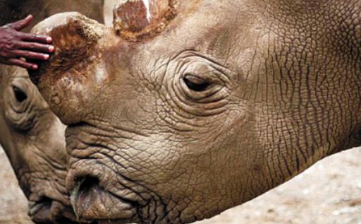 世界上最大的犀牛 白犀体长3至4米 野生北部亚种已灭绝