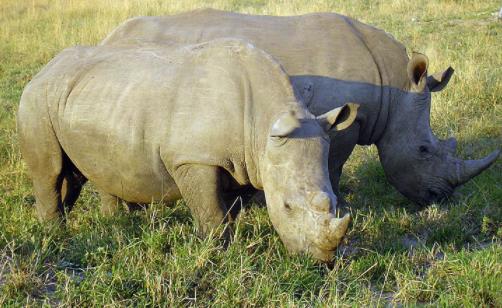 世界上最大的犀牛 白犀体长3至4米 野生北部亚种已灭绝