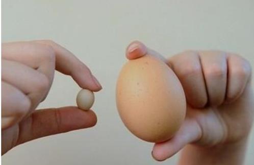 世界上最小的鸡蛋 仅长1.55厘米 比一角硬币的直径还短