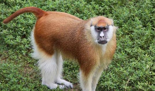 世界上跑的最快的猴子 赤猴奔跑速度可达50公里/小时