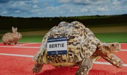 世界上爬行最快的乌龟 速度达0.28米/秒 堪称龟界博尔特