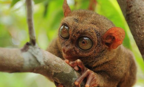 世界上眼睛最大的猴子 眼镜猴的眼睛直径超过1厘米