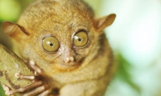 世界上眼睛最大的猴子 眼镜猴的眼睛直径超过1厘米