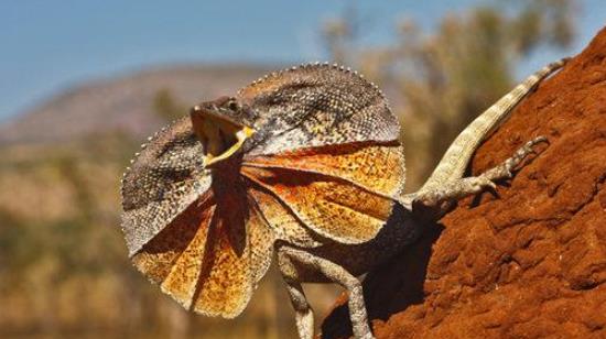 世界上最奇特的蜥蜴 伞蜥颈部长着伞状领圈 还能直立奔跑