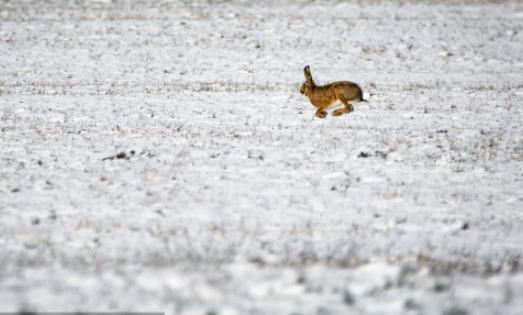 世界上跑的最快的兔子 欧洲野兔速度可达每小时72公里