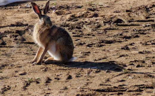 世界上跑的最快的兔子 欧洲野兔速度可达每小时72公里