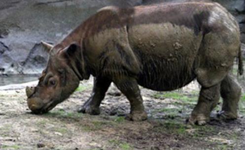 世界上最小的犀牛 苏门犀体重不到白犀一半 仅剩200余头