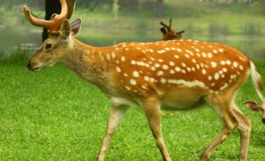 世界上最美的鹿 梅花鹿身上点缀着梅花状斑点 毛色会变化