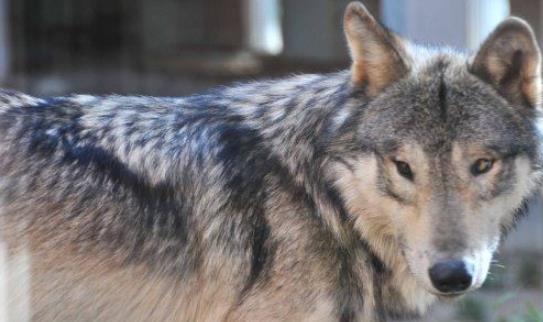 世界上最大的狼 基奈半岛狼肩高达1米 因人类捕杀而灭绝