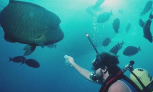 世界上最大的珊瑚鱼 苏眉鱼体长超过两米 喜欢跟人嬉闹