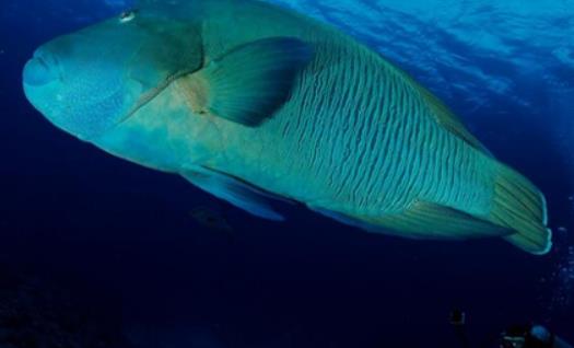 世界上最大的珊瑚鱼 苏眉鱼体长超过两米 喜欢跟人嬉闹