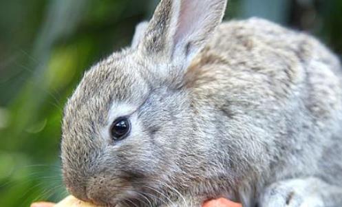 世界上最小的兔子 荷兰侏儒兔体重2斤 可以轻松托于掌上