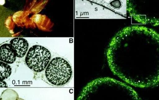 世界上最大的细菌 纳米比亚珍珠硫细菌阔度有0.1