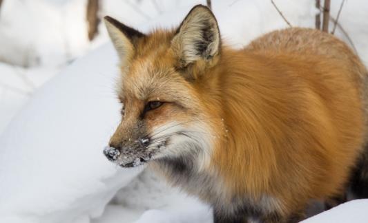 世界上最丑的狐狸 藏狐天生一张方形面瘫脸