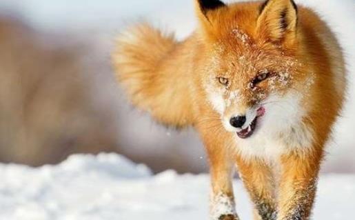 世界上最丑的狐狸 藏狐天生一张方形面瘫脸