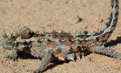 世界上最怪异的蜥蜴 澳洲魔蜥利用皮肤喝水