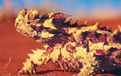 世界上最怪异的蜥蜴 澳洲魔蜥利用皮肤喝水